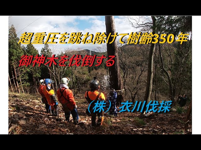 750. Terrifying! Cutting down a sacred 350-year-old red pine tree