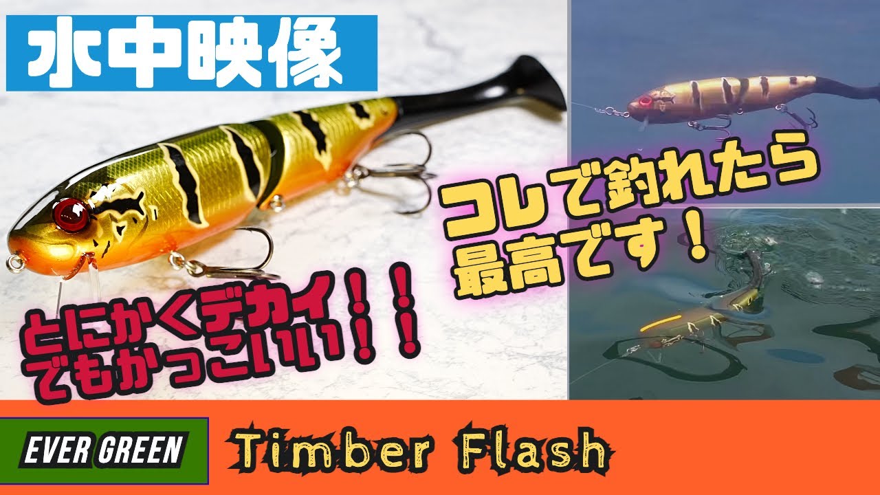 水中映像】ティンバーフラッシュの圧倒的存在感！秋のビッグベイトは