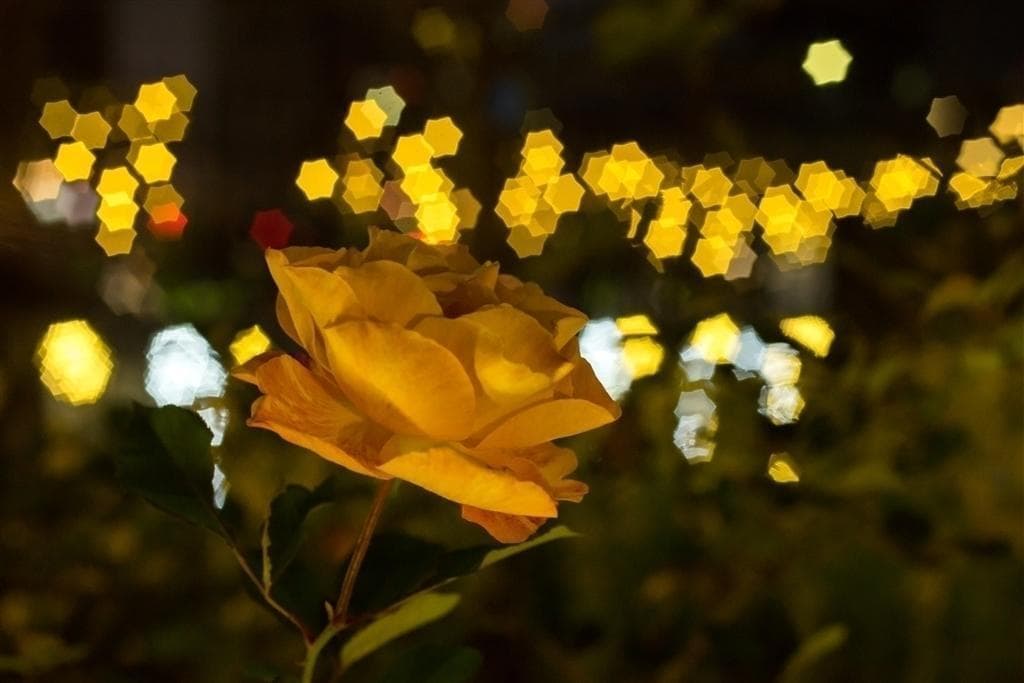 5新品同様 星形ボケレンズ MC VOLNA-9 50mm/f2.8 付属品付 - メルカリ